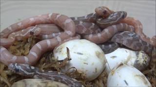 コーンスネークの孵化 Corn Snake Hatchling [upl. by Ajan]