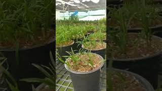 Cymbidium goeringii shortsvideo video subscribe flower [upl. by Dnana]