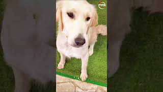 Play THIS Sound in Front of Your Dog What Happens [upl. by Calia]