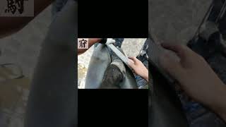 Rasping the sides of horses hoof shorts [upl. by Gader655]