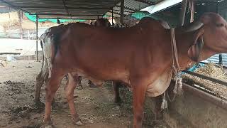 gir cow for sale second laction 85 month pregnant [upl. by Reffinnej659]