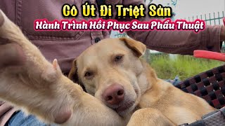 Thủ Lĩnh Vện Lo Lắng Nằm Canh Vợ Sau Khi Đi Phẩu Thuật Trở Về  Cô Út Đi Triệt Sản [upl. by Eet]