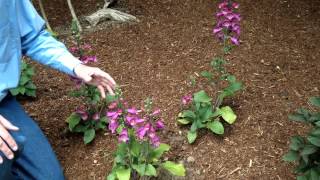 Digitalis purpurea  Foxglove  Landscape and Garden Flowers [upl. by Faden]