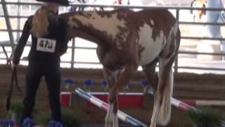 Mountain View Paint Horse Ranch A Joyous Gift Ariel In Hand Trail Copper Country Dec 2014 [upl. by Signe]