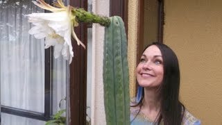 My 15 yr old Trichocerus Pachanoi San Pedro Cactus 1st ever bloom July 2013 [upl. by Delilah851]