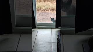 Gray kitty cat waits for the meeting to start [upl. by Roman]