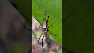 Nephila clavipes Inofensiva Araña Seda Dorada fauna arthropoda aracnidos nature colombia art [upl. by Aria]