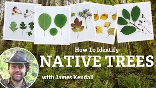 How To Identify Native Trees UK amp Ireland [upl. by Alvie12]