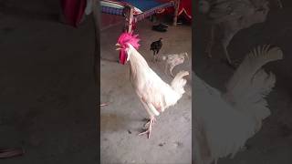 Rooster Crowing 🐓📢🤩 S02E09 shorts [upl. by Alleber]