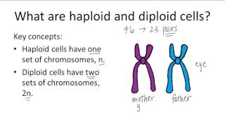 Haploid v Diploid [upl. by Ybor372]