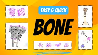 Bone classification and Histology Explained  Bone Cells [upl. by Denoting829]