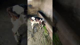 trending travel animals shortsvideo travel krishna love flute song music like fyp fy [upl. by Glinys]