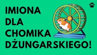 Imiona Dla Chomika Dżungarskiego  37 EXTRA Imion  Imionowo [upl. by Maclaine]