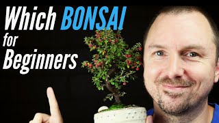 3 Best Bonsai Trees for Beginners  Which Bonsai Tree Should I Get [upl. by Hgeilyak]