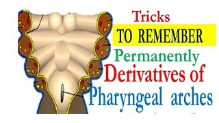 MNEMONICS PHARYNGEAL ARCHES DERIVATIVES AND THEIR NERVE AND ARTERIAL SUPPLIES [upl. by Debee431]