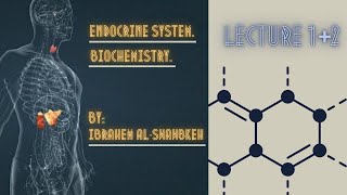 Endocrinology Biochemistry lecture 12 [upl. by Neenaj]