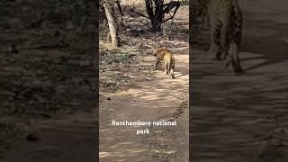 Ranthamborenationalrajasthanvirulshortstravel [upl. by Hammond]