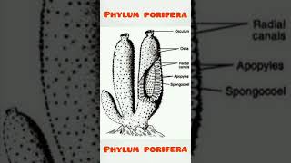 Phylum porifera shorts phylum phylumporifera shortsviral [upl. by Rancell321]