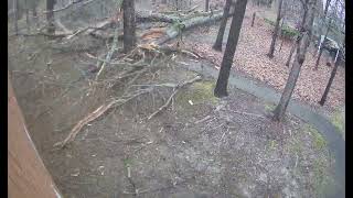 Tree almost destroyed Church [upl. by Nemsaj785]