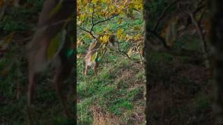 Tough quartering away shot 🏹🦌 deerhunting bowhunting saddlehunter [upl. by Eberhart189]