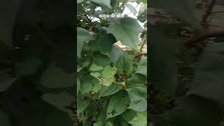 कपास cottonकी खेती farming Scientific Name  Gossypium hirsutum [upl. by Etireugram]