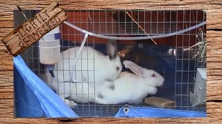 How to Breed Rabbits In a Cage System [upl. by Yhtorod550]