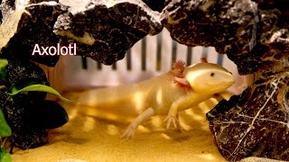 Set Up New Axolotl Fish Tank Aquarium [upl. by Downey908]