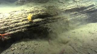 Predation Events Atlantic Canyons amp Seamounts 2014 [upl. by Grosmark]