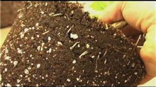 Organic Fertilizing  How Plants Grow in Soil [upl. by Cherice]