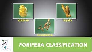 PORIFERA CLASSIFICATION [upl. by Wichern]