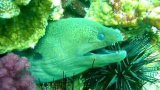 Giant moray  Similan Islands Thailand [upl. by Alimhaj]