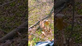 🫀🫀🫀 whitetaildeer deerhunting whitetails hunting deer outdoors [upl. by Ordnasil685]