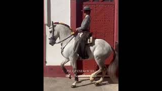 Perfect Piaffe with top Lusitano [upl. by Mcgill]