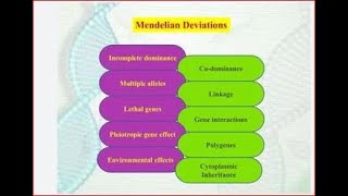 Codominance Pleiotropy Multiple alleles amp Polygenic inheritance [upl. by Yacano56]