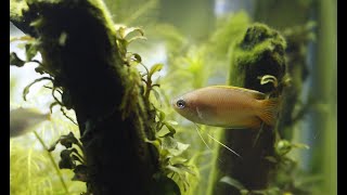 An Inferior Honey Gourami MaleTrichogaster chuna [upl. by Enyahc910]