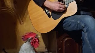 Hotel Featherforia Hotel California Cover crowed by Kevin the Rooster guitar by Scotty Sunday [upl. by Ecirp]