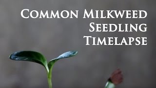 Common Milkweed Seed Germination 15 day Timelapse [upl. by Enale26]