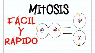 🌐 División celular MITOSIS 🔬  FASES  Fácil y Rápido  BIOLOGÍA [upl. by Annai827]