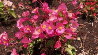 Begonia semperflorens [upl. by Anitel]