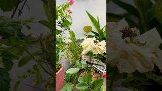 How to take care rose plant in winter’s garden 🪴 💐 ytshorts roseplantrepotting [upl. by Adelice30]