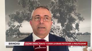 06 NOVEMBRE 2024 BRINDISI COLOMBI URBANI TERMITE DICE I COMUNI LAVORANO PER EVITARE LA PROLIFIC [upl. by Reggie]