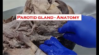 Parotid gland  Anatomy  Demonstration for medical students [upl. by Nailluj]