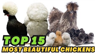 15 Most Beautiful Chickens Breeds in the World [upl. by Labotsirhc]