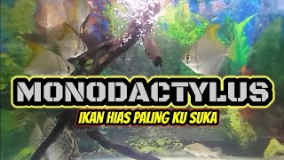 SALAH SATU IKAN FAVORITE  MONODACTYLUS FISH [upl. by Tacklind]