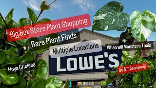 Big Box Store Plant Shopping Multiple Locations Lowes Monstera Thai Constellation Clearance Hunt [upl. by Piane]