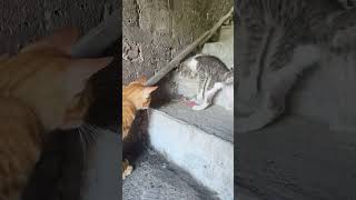 Cat vs hamsters funny funnypets funnyvideos cat foryou pets [upl. by Mcgruter]