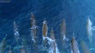 Rare drone footage of Bairds Beaked Whales [upl. by Ree807]