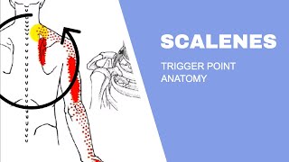 Scalenes Trigger Points [upl. by Batholomew]