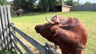 Greenfield Village  Firestone Farm 08252024 [upl. by Glennon]