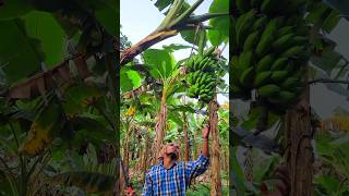 Banana cutting scene Ep 1533 [upl. by Chrisman]